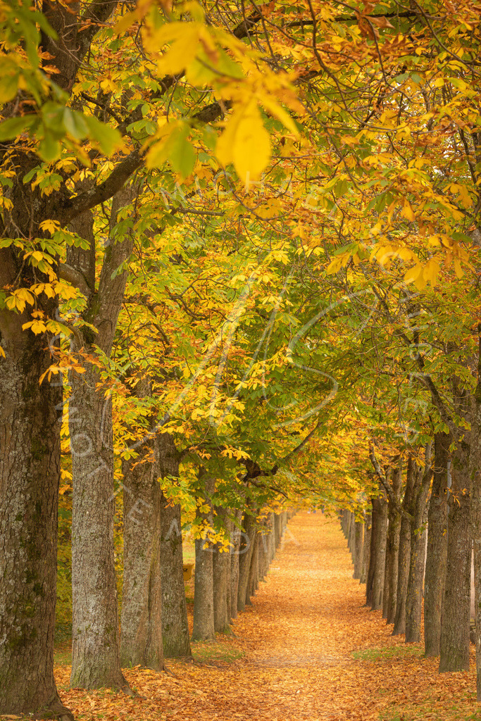 2024-10-23 Stuttgart Herbst Solitude 018 | Schwotte Media - Realisiert mit Pictrs.com