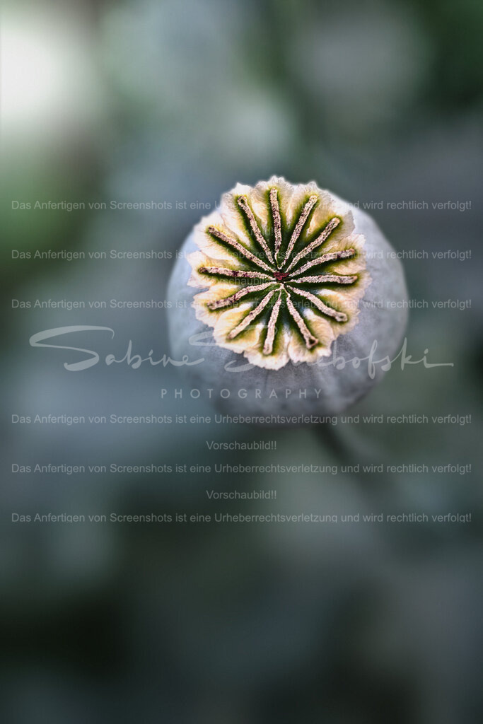 Wandbild Mohnkapsel | People- und Tierfotografie, Imageaufnahmen, Veranstaltungsfotografie und Wandbilder aus der Natur ★ Made in Germany ✔️ Druck + Downloads ✔️ Naturfotografie in Top Qualität ★ schneller Versand, weltweite Lieferung! - Realisiert mit Pictrs.com
