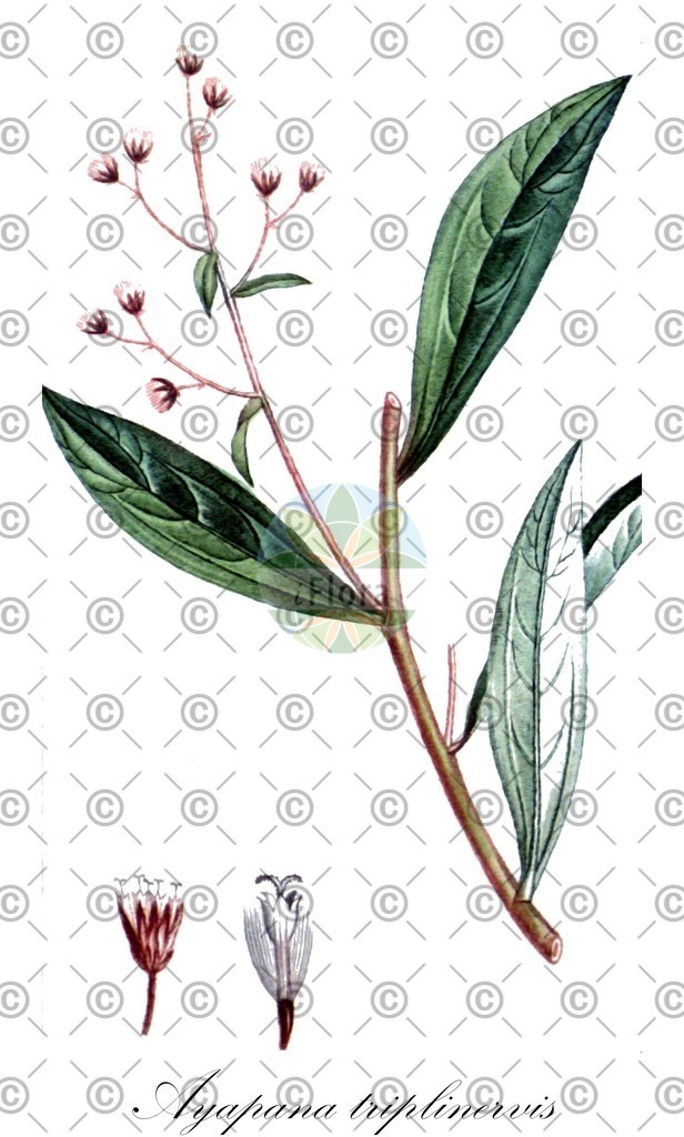 HistAbb_wfo-0000557559_1_ENZY_Simple | Historische Abbildung von Ayapana triplinervis - Asteraceae | Historical Illustration of Ayapana triplinervis - Asteraceae