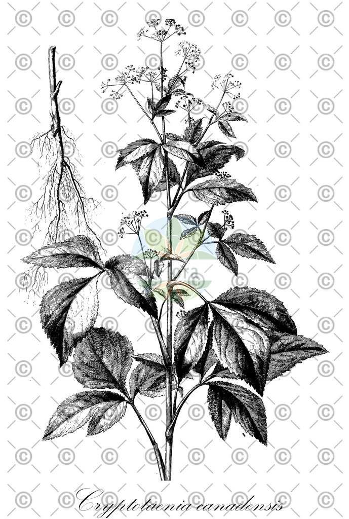 HistAbb_wfo-0001181260_1_ENZY_Simple | Historische Abbildung von Cryptotaenia canadensis - Apiaceae | Historical Illustration of Cryptotaenia canadensis - Apiaceae