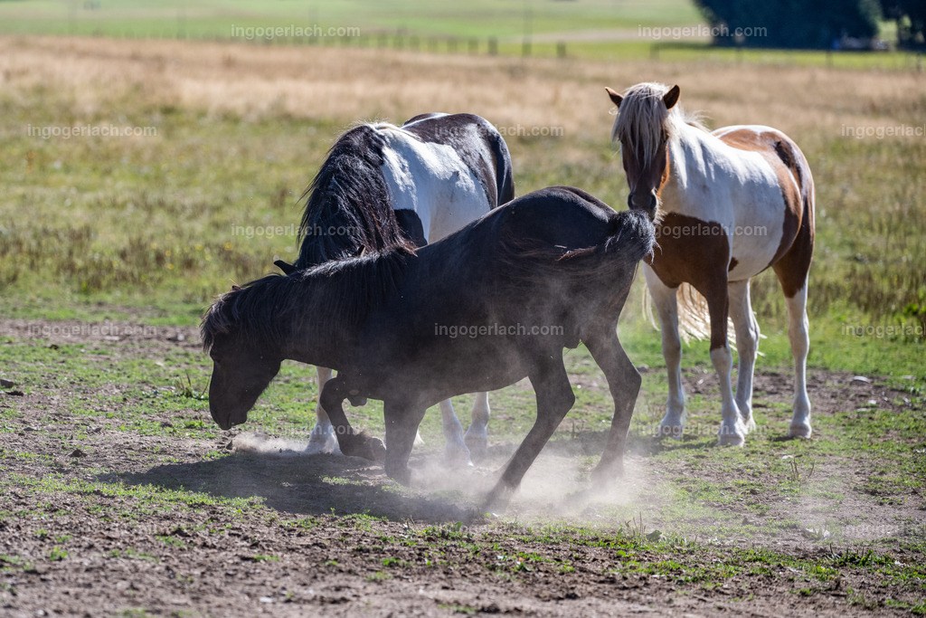 Islandhengste | Ingo Gerlach