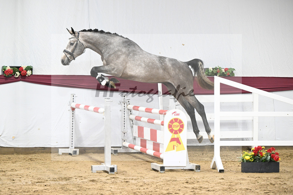 Kat-Nr. 76 Emerald van het Ruytershof x Clarimo_Vogel u Will Equestrian GmbH_47252691 | hf-fotografie - Realisiert mit Pictrs.com