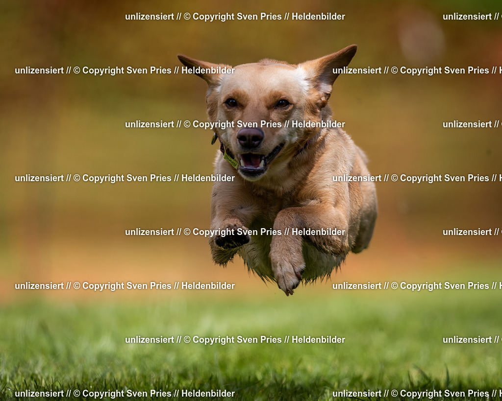 Sven Pries | 2024-04-21 - Hunderennen Baden-Oos
Foto: Sven Pries - Realisiert mit Pictrs.com