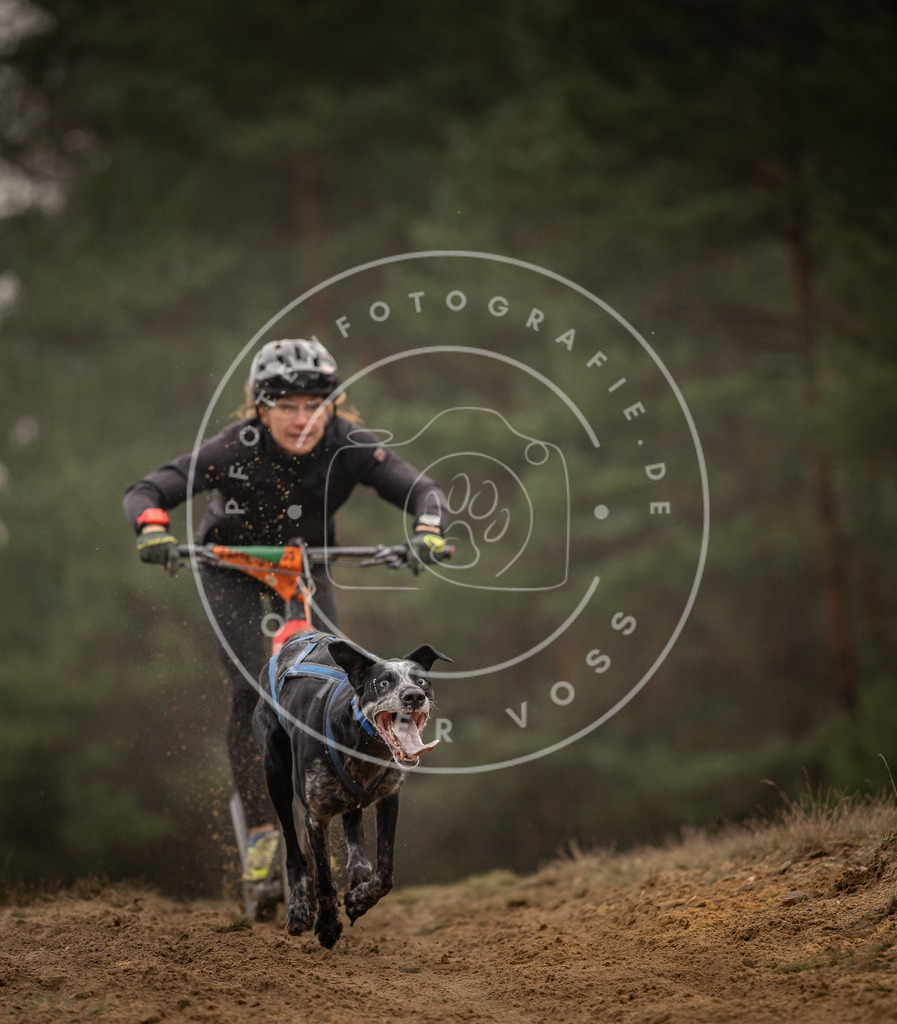 Pfotenfotografie_DV3A4534 | Hundefotografie, Tierfotograf, Pfotenfotografie, Fotoshooting Hund, Hunde Portrait, Hundesport, Hundeportraits, Heideshooting, Hunde, Sportfotograf, Hundefotograf, Turnierhundsport, THS,  - Realisiert mit Pictrs.com