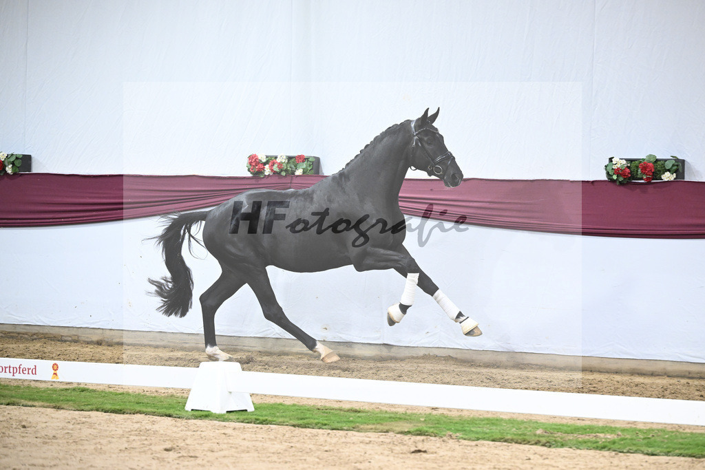 Kat-Nr. 141 Toto jr. x Secret_Bettina Kraft-Pfefferle_47254733 | hf-fotografie - Realisiert mit Pictrs.com