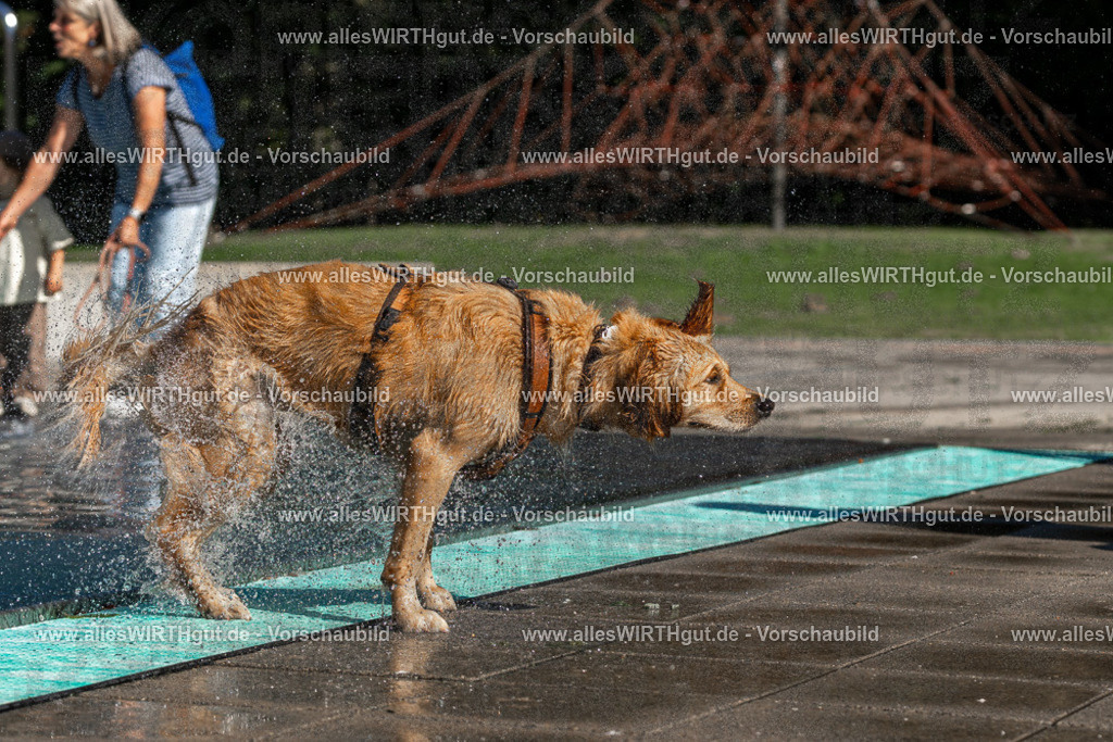 Hundeschwimmen_Volksbad_2026-allesWIRTHgut_Tierfotografie-2609061100-FAY06094 | Professionelle Tierfotografie in Mönchengladbach von Daniel Wirth (allesWIRTHgut). Liebevolle & natürliche Bilder von Hunden & Katzen für unvergessliche Erinnerungen.