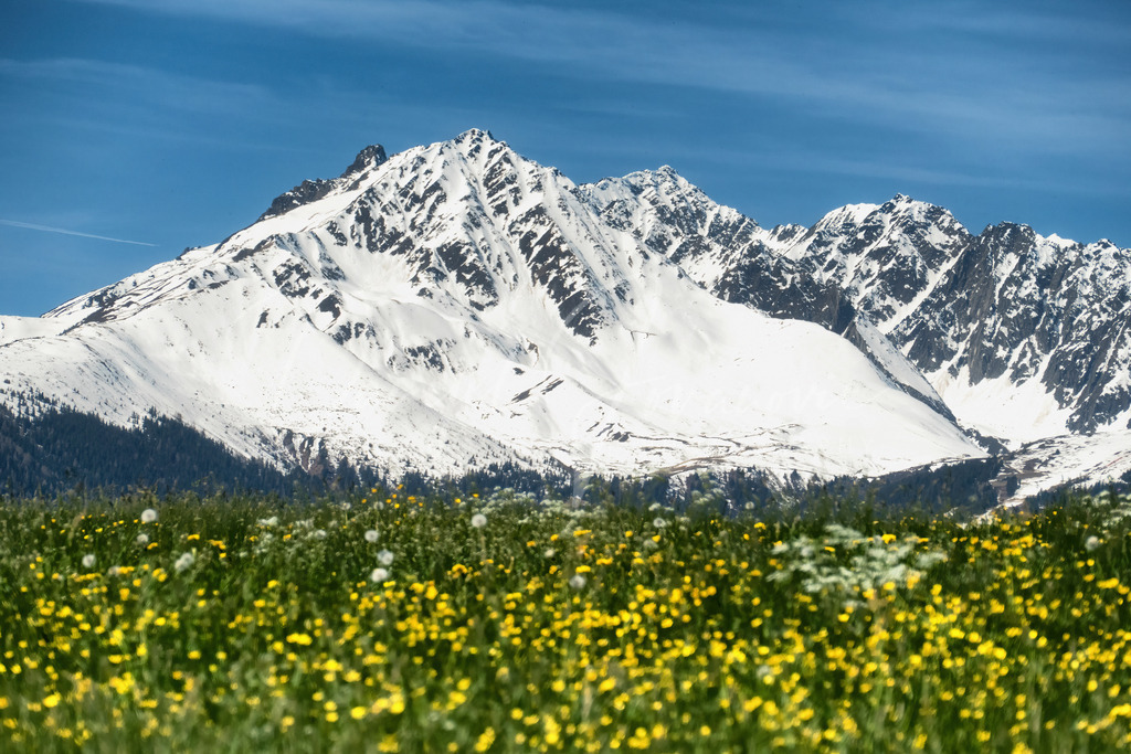 Rosskogel | Blick zum Rosskogel im Frühling