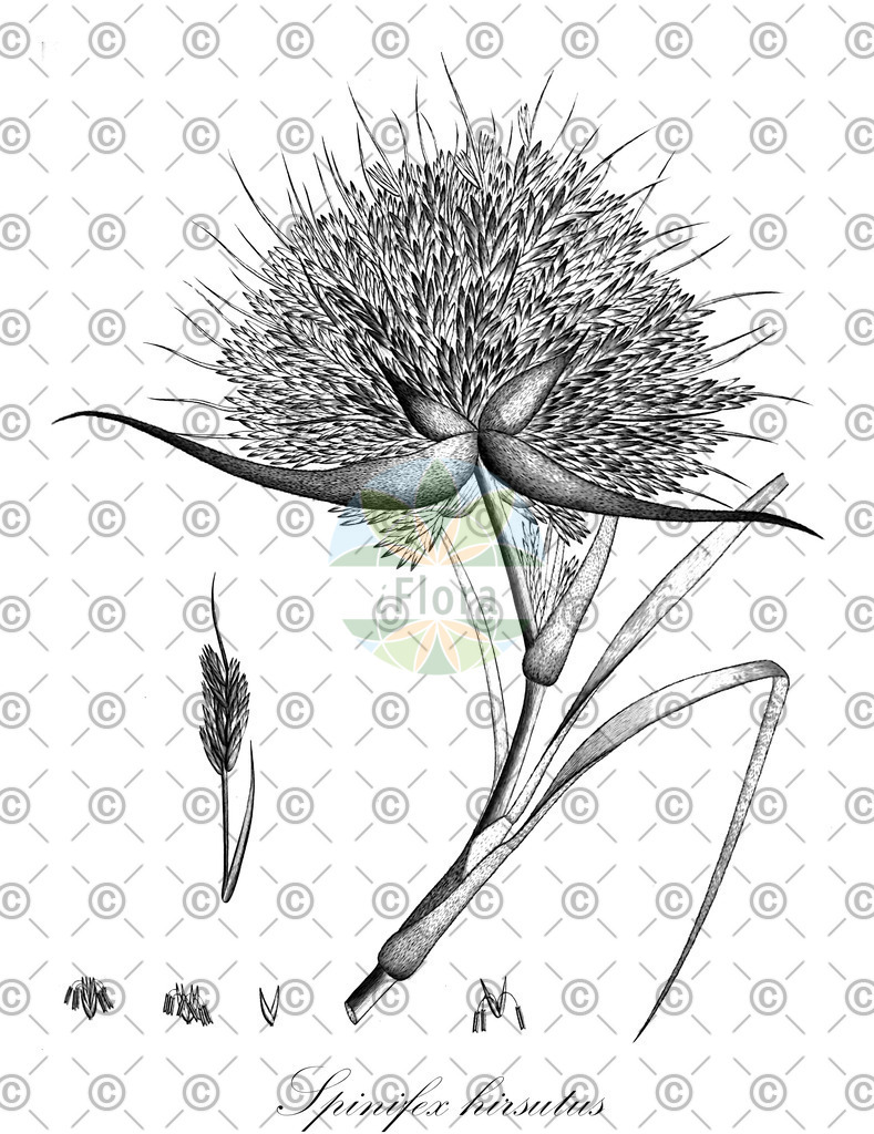 HistAbb_7L6H_1_ENZY_Simple | Historische Abbildung von Spinifex hirsutus - Poaceae | Historical Illustration of Spinifex hirsutus - Poaceae