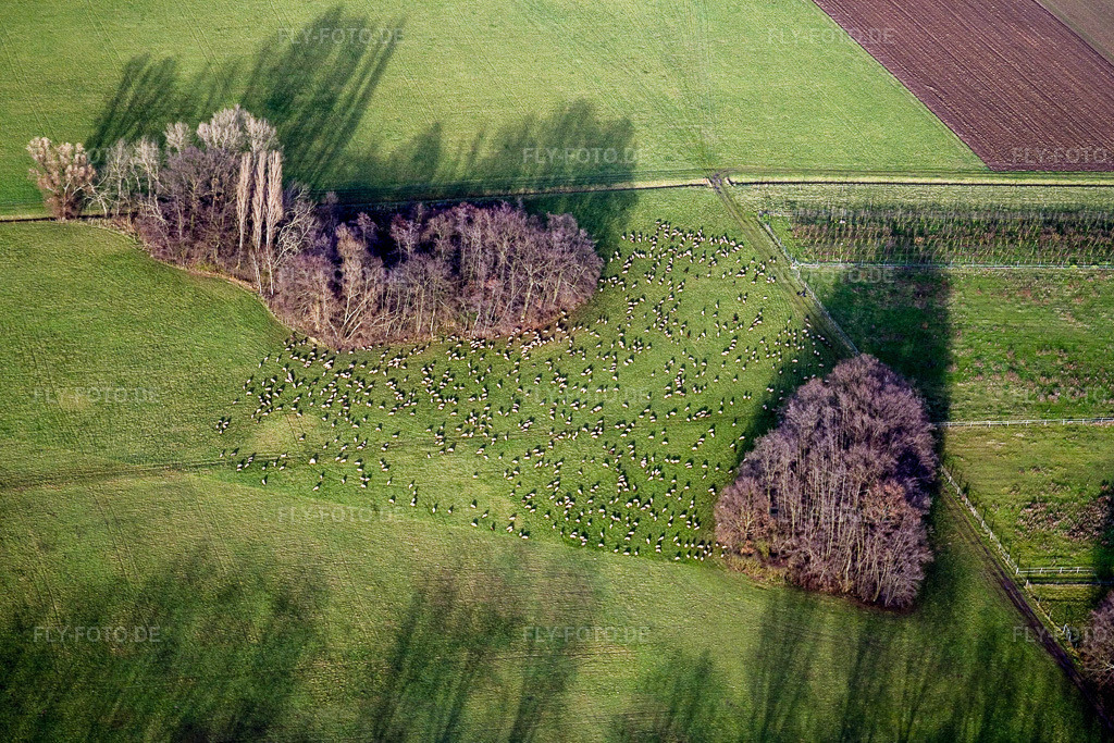 Luftbild: Zwei Baumgruppen mit Schattenbildung durch Lichteinstrahlung auf einem Feld im Ortsteil Eckel in Freimersheim (Pfalz) in Kleinfischlingen im Bundesland Rheinland-Pfalz in Deutschland. Foto: IMG_5059.jpg vom 17.12.2006 durch Werner Riehm/FLY-FOTO.de