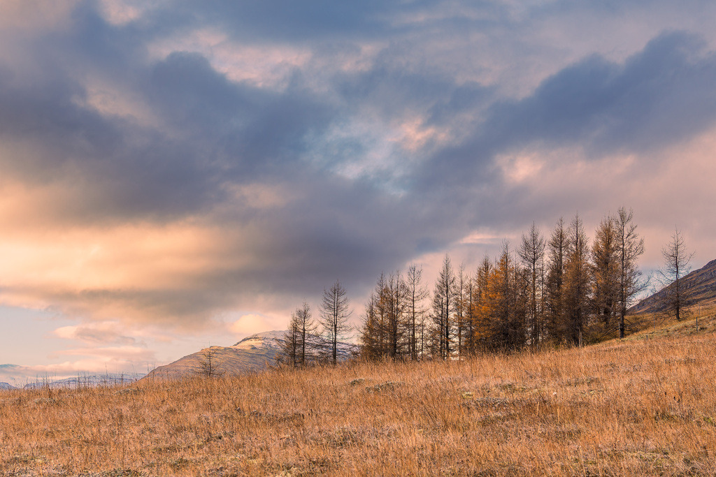 Landschaft mit Gras im Osten von Island | Landschaft mit Gras im Osten von Island.