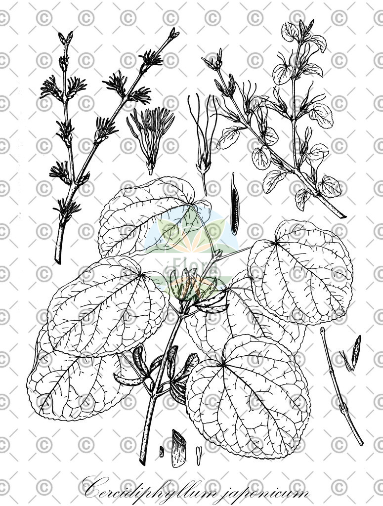 HistAbb_EMP_21733_2_SIMPLE | Historische Abbildung von Cercidiphyllum japonicum - Cercidiphyllaceae (Japanischer Katsurabaum;Judasbaum) | Historical Illustration of Cercidiphyllum japonicum - Cercidiphyllaceae