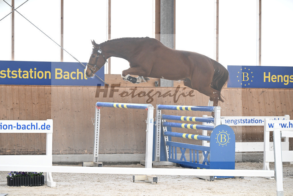 Kat-Nr. 47 Achilleus MZ v. Aganix du Seigneur_Meindl_5251718 | hf-fotografie - Realisiert mit Pictrs.com
