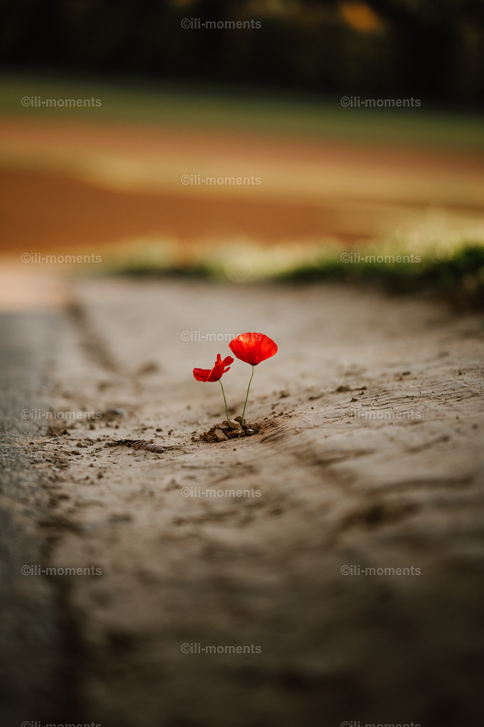 Die Mohnblume | „Die Mohnblume“ ist ein ausdrucksstarkes Fine-Art-Fotografie-Motiv, das die Kraft der Natur und die Schönheit des Einzelnen symbolisiert. Im Zentrum des Bildes steht eine leuchtend rote Mohnblume, die als einzige Pflanze aus einer sonst vollkommen kahlen Erdfläche wächst. Kein Gras, keine weiteren Blüten – nur die zarte, mutige Mohnblume, die sich ihren Weg durch den Boden bahnt.Diese minimalistische Komposition vermittelt Stärke, Hoffnung, Neubeginn und Resilienz. Die intensive Farbwirkung der roten Blüte hebt sich eindrucksvoll vom schlichten, erdigen Hintergrund ab und erzeugt ein modernes, zeitloses Kunstwerk für Wohnräume, Büros, Praxen oder kreative Arbeitsbereiche. - Realisiert mit Pictrs.com
