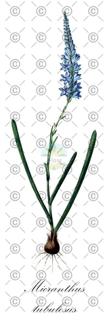 HistAbb_63B8Z_8_ENZY_Simple | Historische Abbildung von Micranthus tubulosus - Iridaceae | Historical Illustration of Micranthus tubulosus - Iridaceae
