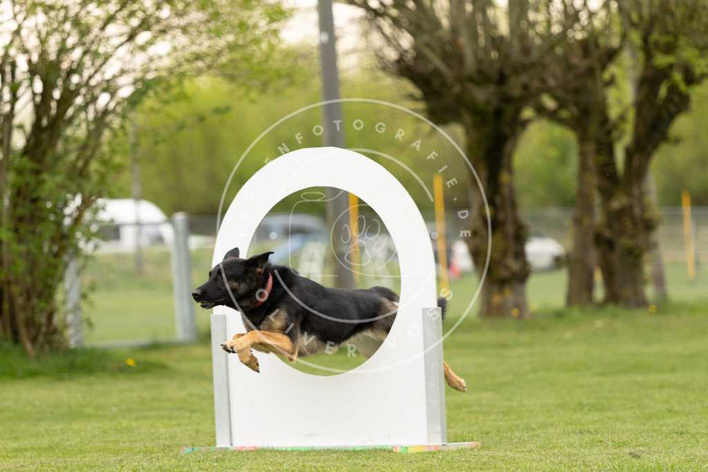 Pfotenfotografie_DV3A8972 | Hundefotografie, Tierfotograf, Pfotenfotografie, Fotoshooting Hund, Hunde Portrait, Hundesport, Hundeportraits, Heideshooting, Hunde, Sportfotograf, Hundefotograf, Turnierhundsport, THS,  - Realisiert mit Pictrs.com