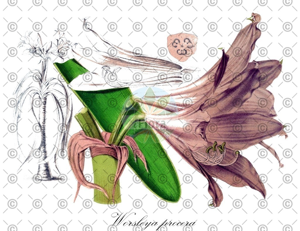 HistAbb_EMP_32757_7_ALPEN_Simple | Historische Abbildung von Worsleya procera - Amaryllidaceae | Historical Illustration of Worsleya procera - Amaryllidaceae