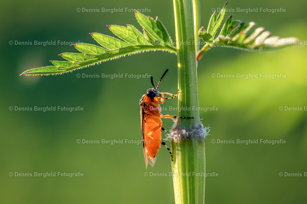Sonnenschirm | Entdecken Sie Natur, Makro und Tierfotografie von Dennis Bergfeld.Besondere Momente und Details der Natur, hochwertig als Foto und Wandbild erhältlich. - Realisiert mit Pictrs.com