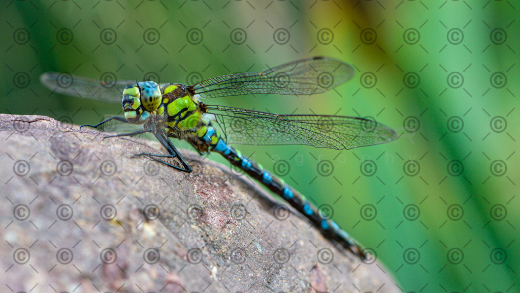 _DSC3054 | Res Niemeyer Photography - Realisiert mit Pictrs.com