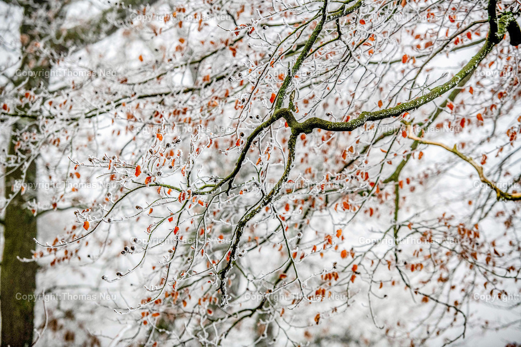 DSC_0990 | Lindenfels, Winterimpressionen aus Lindenfels, ,, Bild: Thomas Neu
