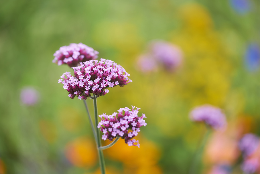 Blume_1 | Entdecken Sie hochwertige Fotoprodukte für Ihr Zuhause, Büro oder als besonderes Geschenk.rpixel.de bietet Ihnen exklusive Fotografien aus den Bereichen Natur, Landschaft und Motiven vom Meer.Einfach direkt im Online-Shop bestellen. - Realisiert mit Pictrs.com