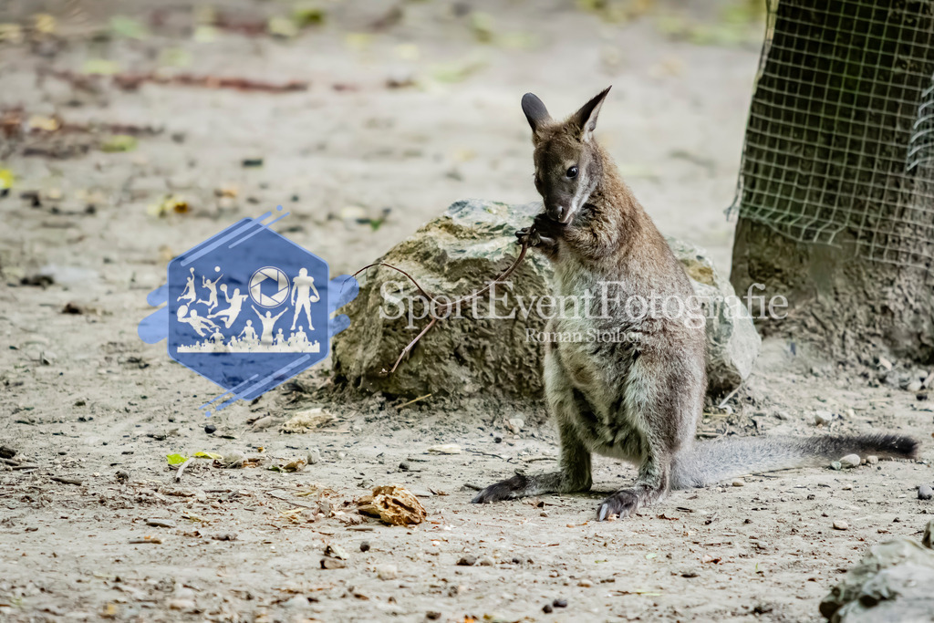 IMG_4046 | SportEventFotografie - Roman Stoiber