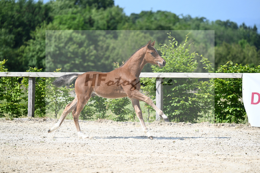 Kat-Nr. 5 HF Esmeraldo_Haarmann_15230071 | hf-fotografie - Realizzato con Pictrs.com