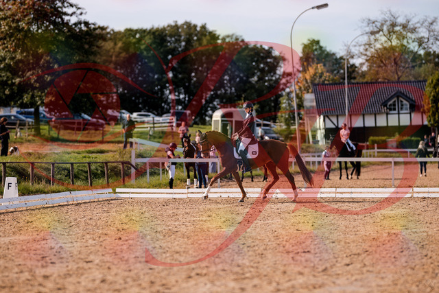 2026_10_03_Siefer-Hof_132718_Z81_81460287 | Professionelle Reitsport-, Turnier- und Eventfotografie von Robert Broda. Galerien mit ausgewählten und bearbeiteten Bildern direkt online ansehen und bestellen.