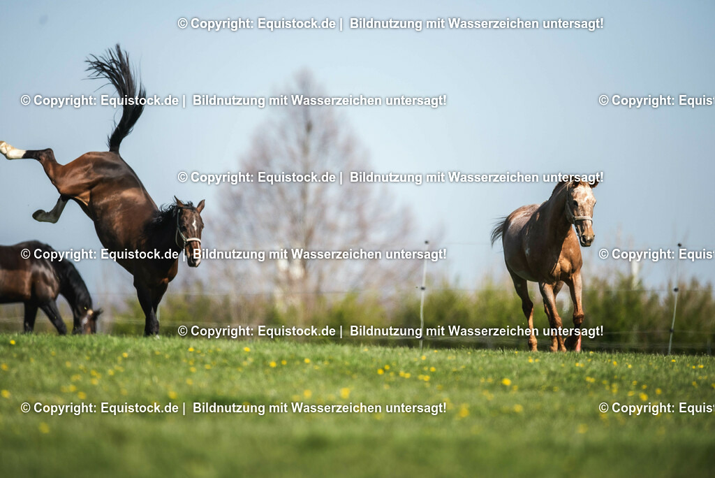 20210426_Pferd-auf-Koppel_0046 | equistock