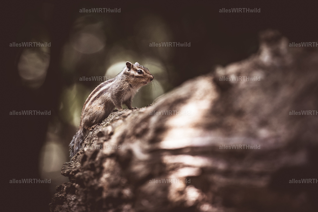 allesWIRTHgut Tierfotografie - www.allesWIRTHwild.de - 7IV03068 | Entdecke die faszinierende Welt der Natur- und Wildlife-Fotografie von Daniel und Bärbel. Inspirierende Bilder von wilden Tieren und kleinen Naturwundern.
