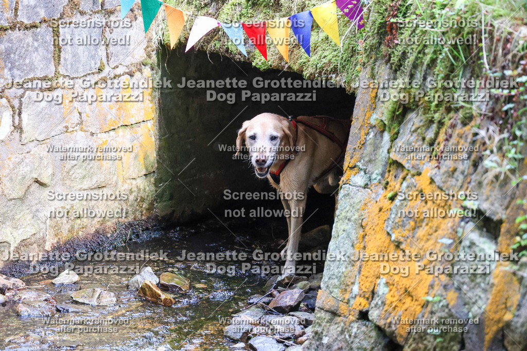 Dog Paparazzi -  TH 26-16 | Dog Paparazzi Jeanette Grottendiek Fotografie & Videografie - Realisiert mit Pictrs.com