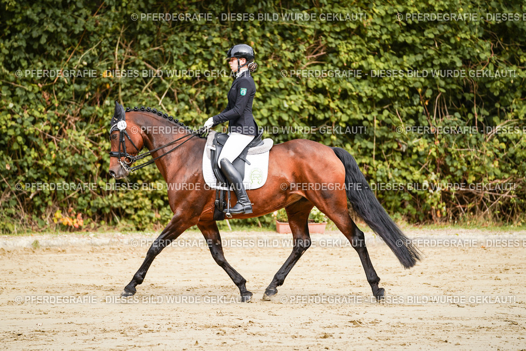 DSC01830 | Pferdegrafie