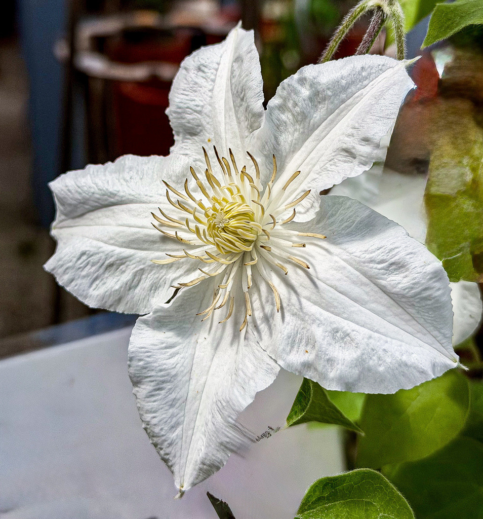 Weiße Eleganz – Detailreiches Makro-Wandbild einer Clematis | Die vollendete Schönheit der Natur im Makrofokus. Diese gestochen scharfe Fine-Art-Aufnahme fängt eine strahlend weiße Clematis-Blüte (Waldrebe) in faszinierender Klarheit ein. Das sanfte Licht betont die filigranen Strukturen der Blütenblätter und das kunstvolle Zentrum der Pflanze. Ein zeitloser, eleganter Blickfang, der Ruhe und Frische in moderne Wohnräume, helle Schlafzimmer oder Wellnessbereiche bringt. Empfohlen als großformatiger Galerie-Druck unter Acrylglas für maximale Leuchtkraft. - Realisiert mit Pictrs.com
