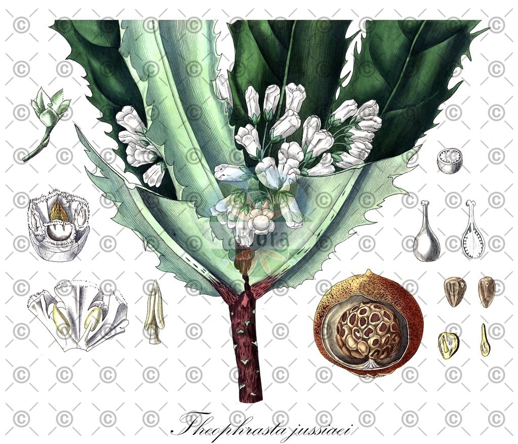 HistAbb_wfo-0000186284_1_ENZY_Simple | Historische Abbildung von Theophrasta jussiaei - | Historical Illustration of Theophrasta jussiaei - 