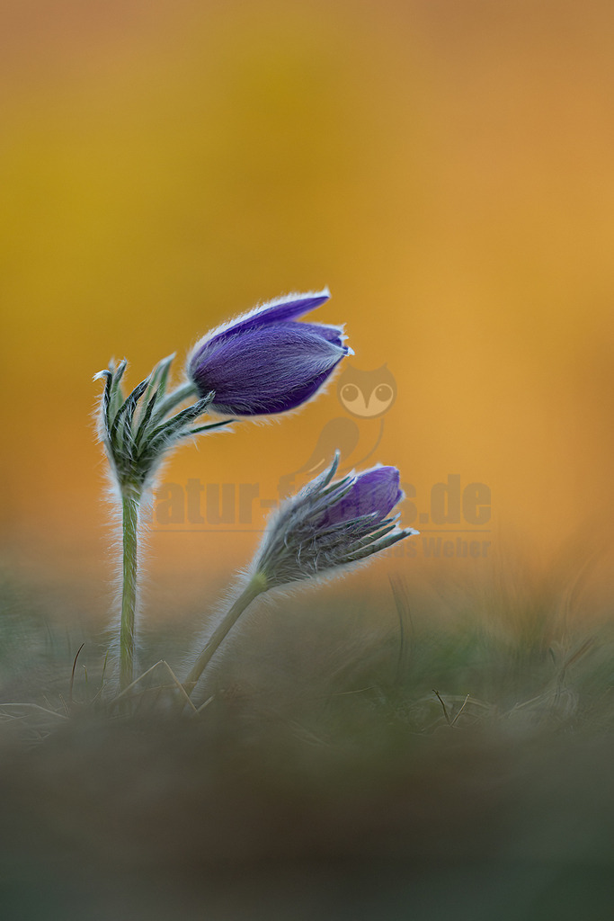 R6NF2276_20250324 | Die Gewöhnliche Küchenschelle (Pulsatilla vulgaris) gehört zu den Hahnenfußgewächsen und ist ein bekannter und beliebter Frühjahrsblüher. Zwischen dem Abschmelzen des letzten Schnees und dem Aufblühen der ersten Küchenschellen liegen manchmal nur wenige Tage. Die Blütenknospen werden bereits im Herbst gebildet und müssen sich nach dem Winter nur noch strecken. Gleich nach dem Erwachen aus der Winterruhe werden die violetten Blüten von unterschiedlichen Furchen- und Mauerbienen besucht, die eifrig Nektar tanken und Pollen sammeln. Dabei bestäuben sie die Fruchtknoten, die im Zentrum jeder Blüte sitzen und aus denen sich zwischen 30 und 90 winzige Nüsschen entwickeln. Nach dem Verwelken der Blütenkrone wachsen die fädigen Griffel dieser Fruchtknoten zu silbrigen Federschweifen aus. Die lösen sich allerdings nicht so leicht wie die Fallschirme eines Löwenzahns. Erst bei kräftigen Windböen werden sie einzeln oder gleich als ganzer Federball abgerissen und vom Wind verfrachtet. - Realisiert mit Pictrs.com