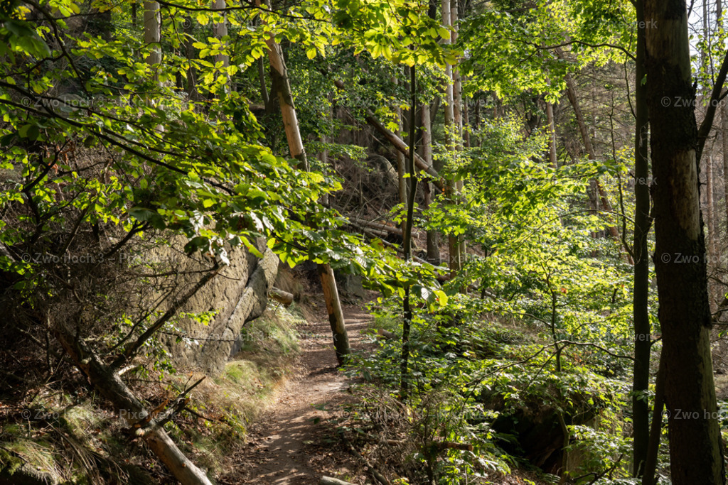 Obere_Affensteinpromenade_Nahe_Winterbergspitze_Wald_Ast | 2022-09-02_Waldbrandgebiete_2 - Realisiert mit Pictrs.com