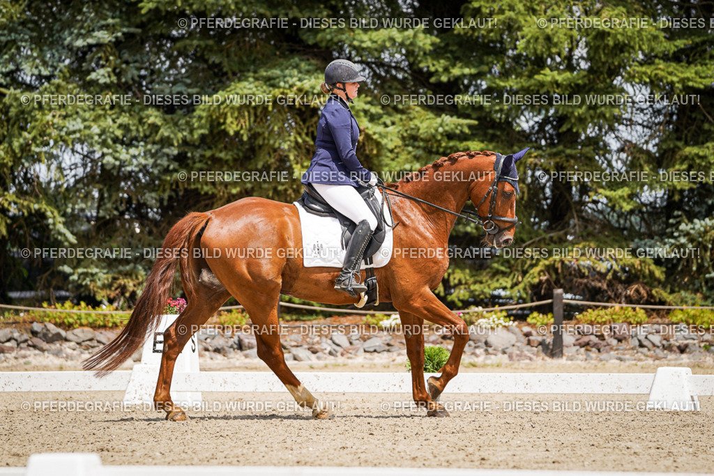 DSC02433 | Pferdegrafie