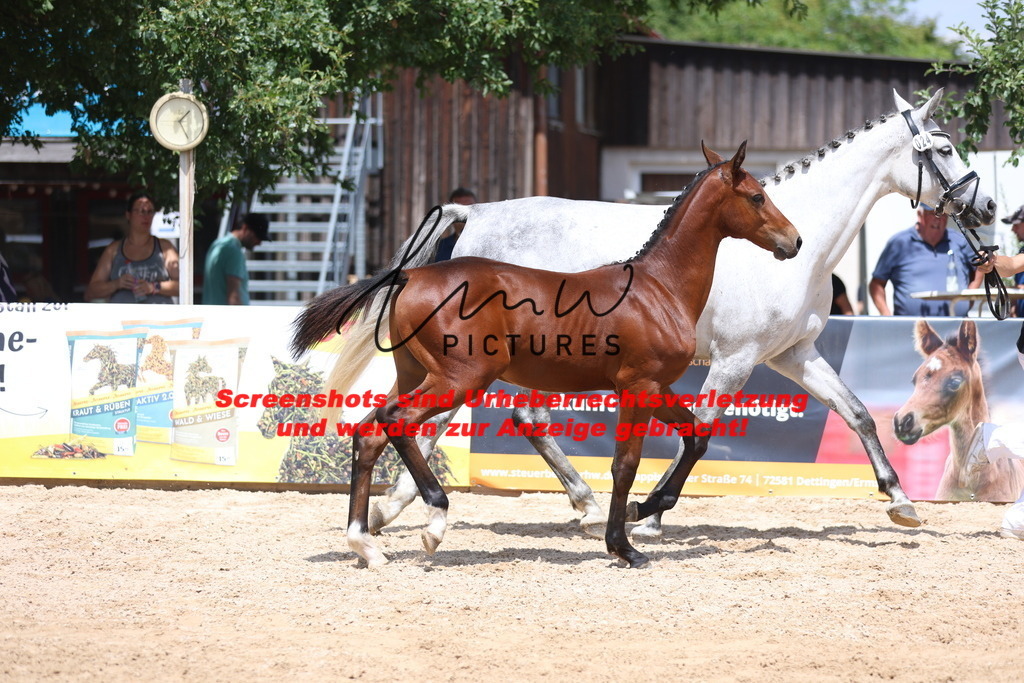 Fohlenschau_Schwäbisch_Hall_springbetonte_Fohlen_KN 24_7 | lmwpictures - Realisiert mit Pictrs.com