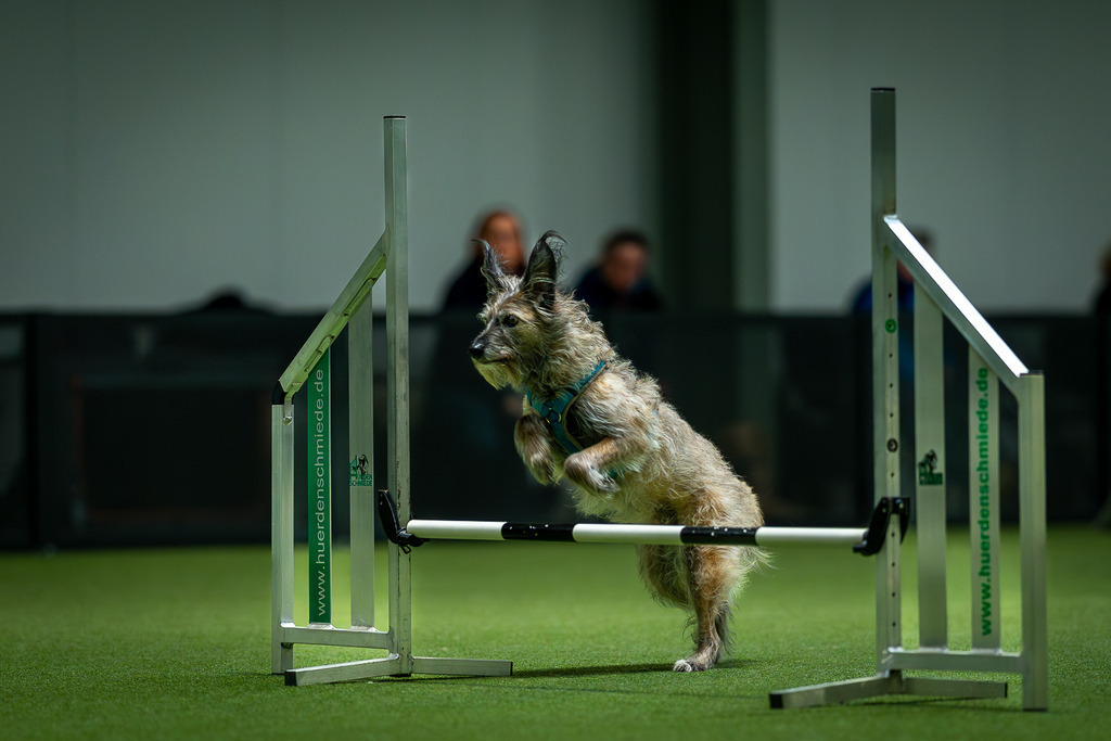 allesWIRTHgut Tierfotografie - 7IV05631-Verbessert-RR | Professionelle Tierfotografie in Mönchengladbach von Daniel Wirth (allesWIRTHgut). Liebevolle & natürliche Bilder von Hunden & Katzen für unvergessliche Erinnerungen.