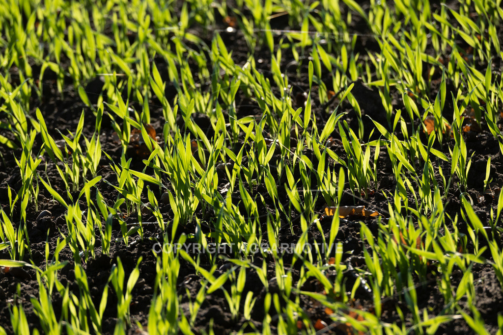 20221018-_DSF9403 | Heranwachsender Winterweizen im Herbst - Realisiert mit Pictrs.com