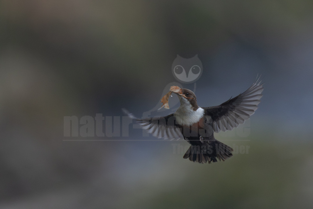 R6NF8019_20250316 | Eine Wasseramsel (Cinclus cinclus) ist im Flug festgehalten, ihre Flügel sind ausgebreitet. Sie trägt ein trockenes, braunes Blatt in ihrem Schnabel, was auf den Transport von Nistmaterial oder Nahrung hindeutet. Das Gefieder des Vogels ist charakteristisch dunkelbraun mit einer auffälligen weißen Brust und einem rötlich-braunen Bauch. Der Hintergrund ist unscharf und in dunklen Grau- und Blautönen gehalten, wodurch der Vogel klar im Fokus steht. - Realisiert mit Pictrs.com