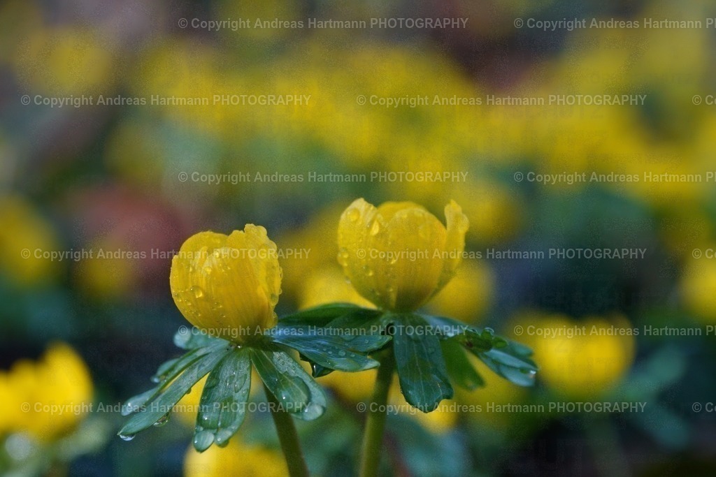 Winterlinge | Winterlinge - Realisiert mit Pictrs.com