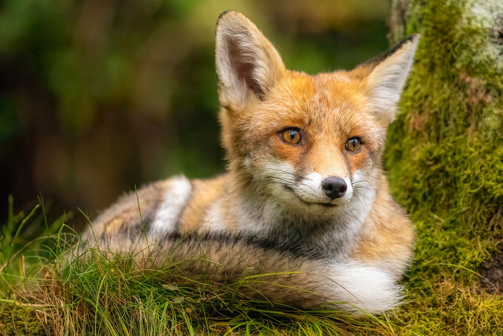 Fuchs | christophschaarschmidt - Realisiert mit Pictrs.com