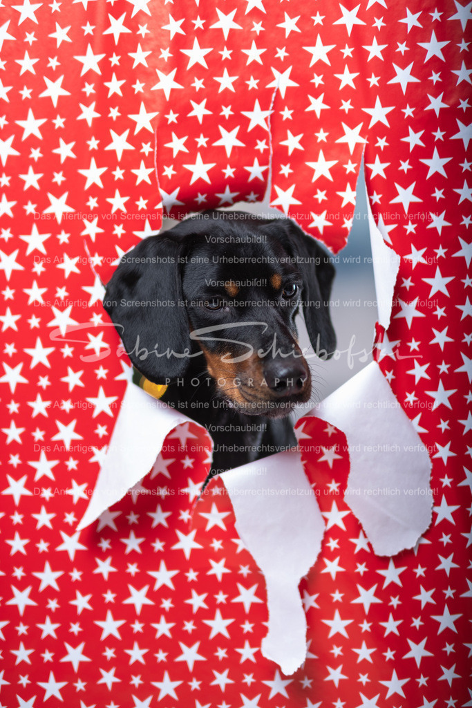 DSCF4399 | People- und Tierfotografie, Imageaufnahmen, Veranstaltungsfotografie und Wandbilder aus der Natur ★ Made in Germany ✔️ Druck + Downloads ✔️ Naturfotografie in Top Qualität ★ schneller Versand, weltweite Lieferung! - Realisiert mit Pictrs.com