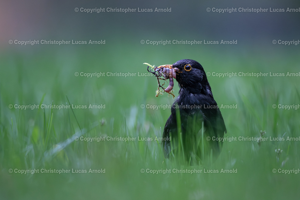 05 - Mai | bildkomponist - Realisiert mit Pictrs.com