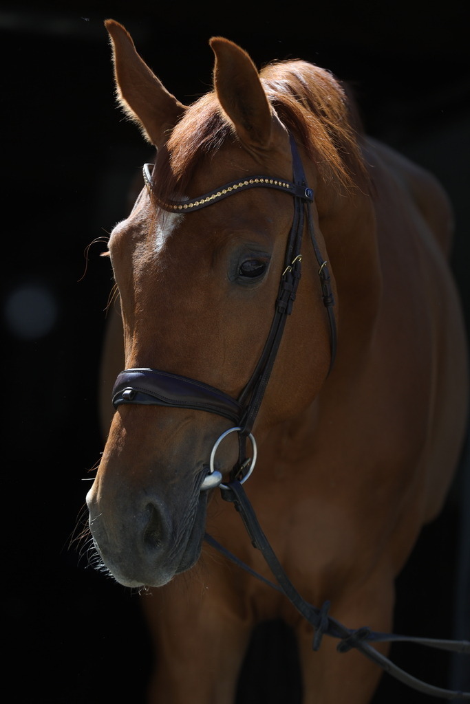 0P6A8925 | Willkommen bei Brunnmayr - Design & Fotografie – Ihrem Spezialisten für Reitturniere und Pferdeveranstaltungen in Oberösterreich, Salzburg und Bayern! Seit über 17 Jahren sind wir leidenschaftlich dabei.