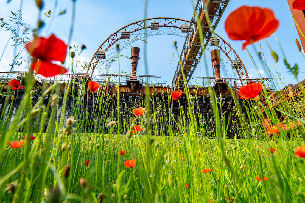 JT-210613 | Welterbe Zeche Zollverein, Kokerei Zollverein, bunte Blumenwiese, Mohnblumen, Sonnenrad, Essen NRW, Deutschland, - Realisiert mit Pictrs.com
