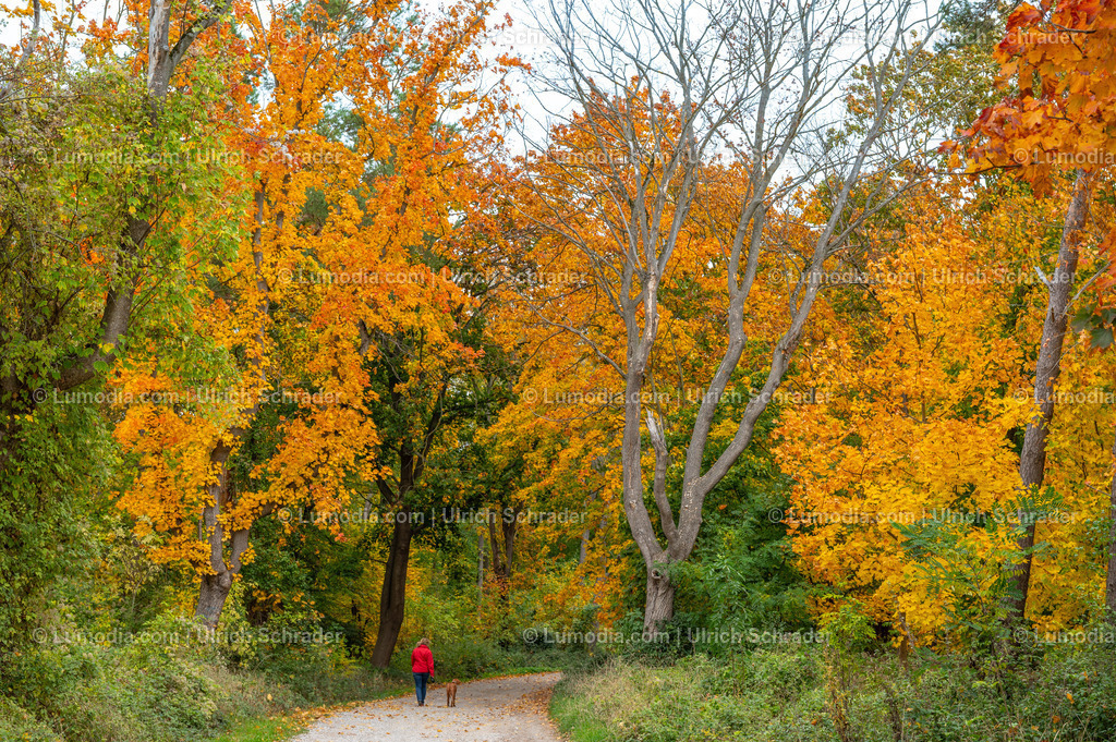 10049-13713 - Herbst in den Spiegelsbergen | Stockfoto und Bilderpool mit Bildmaterial aus Deutschland, dem Harz, Halberstadt, Quedlinburg, Wernigerode und weltweit. Qualitativ hochwertige und professionelle Fotos anschauen und kaufen. - Realisiert mit Pictrs.com