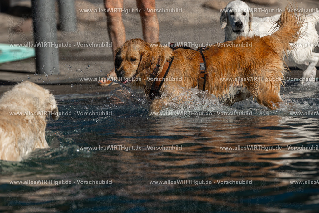 Hundeschwimmen_Volksbad_2026-allesWIRTHgut_Tierfotografie-2609061103-FAY06113 | Professionelle Tierfotografie in Mönchengladbach von Daniel Wirth (allesWIRTHgut). Liebevolle & natürliche Bilder von Hunden & Katzen für unvergessliche Erinnerungen.