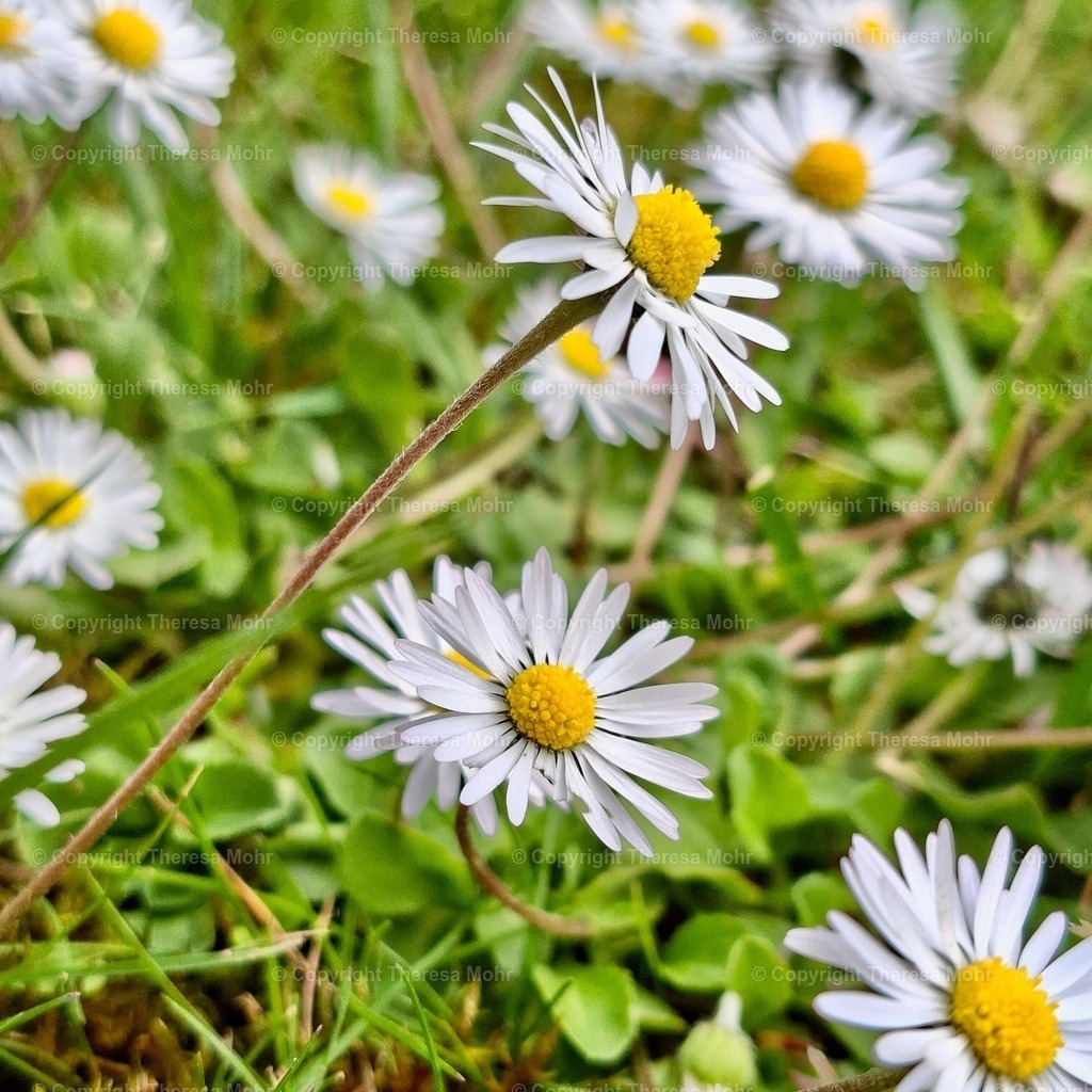 20260420_125209 | Naturpuls - Realisiert mit Pictrs.com