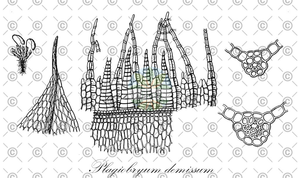 HistAbb_wfo-0000007343_1_ENZY_Simple | Historische Abbildung von Plagiobryum demissum - Bryaceae | Historical Illustration of Plagiobryum demissum - Bryaceae